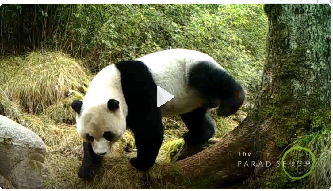 你知道十年可以改变什么事情吗?青山绿水和大批动物回归