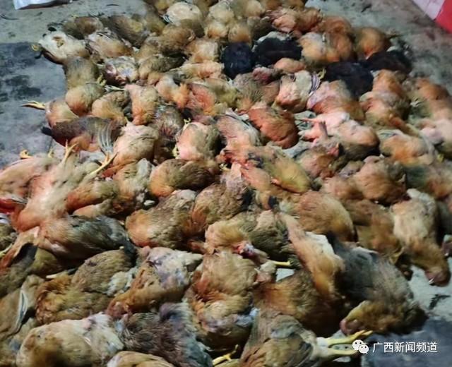 养殖场上千只鸡突然死亡,疑因隔壁物流公司燃放烟花导致