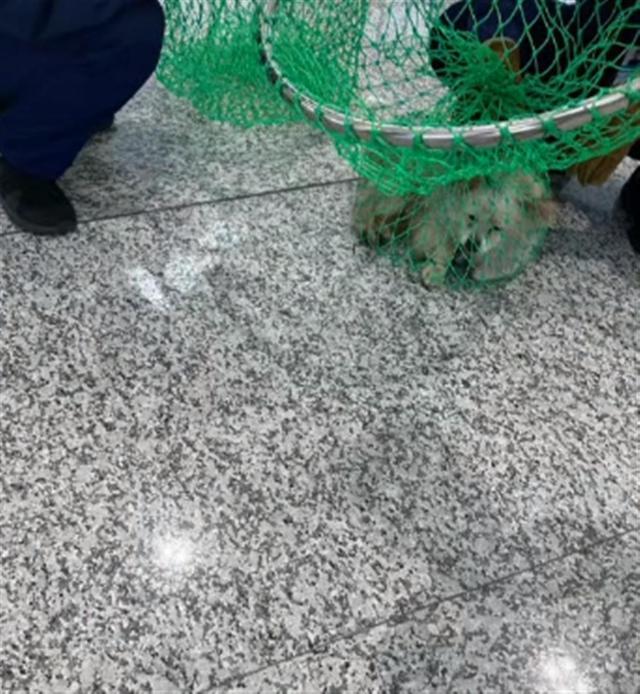 浙江杭州萧山机场回应:因托运太贵狗狗被主人就地遗弃不要了