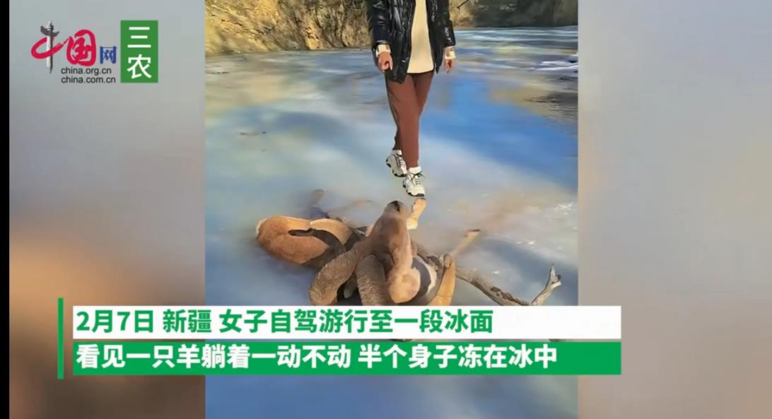 女子在河面抚摸冻僵羊头,网友急喊不要碰它后果很严重