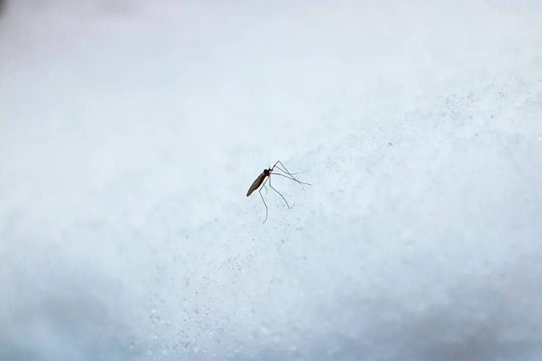 为什么冬天没有蚊子?而夏天又特别多,它是如何撑过寒冬的?
