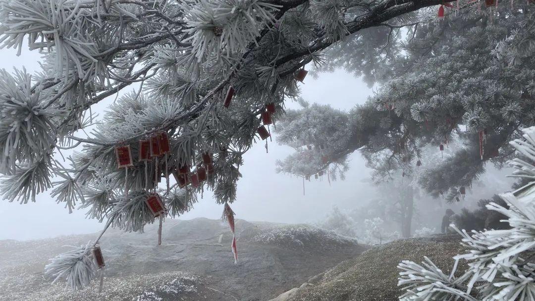 泰山之巅雨后现雾凇奇观太让人为之迷恋.玉树琼枝宛若仙境