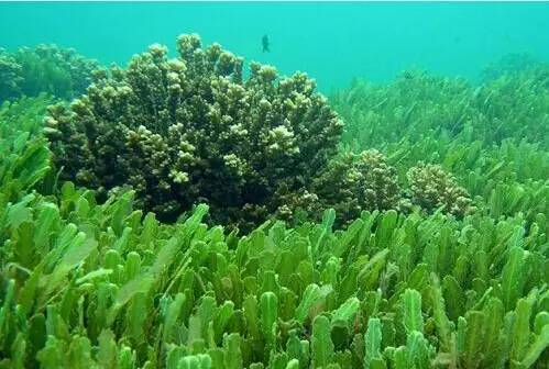 海底的藻类究竟算不算是植物呀?特别是常吃的海带它算吗.