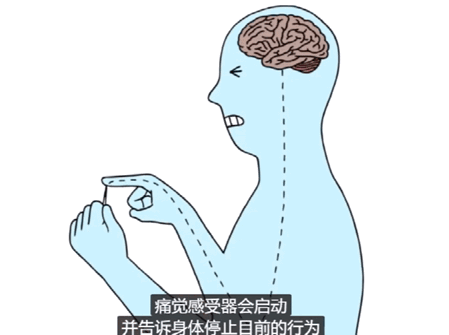 为什么撞到脚趾头会感觉特别疼痛.这是为何呢?