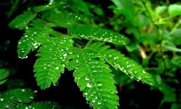为什么打雷下雨之后的空气特别清新.是因为被洗涮过吗?