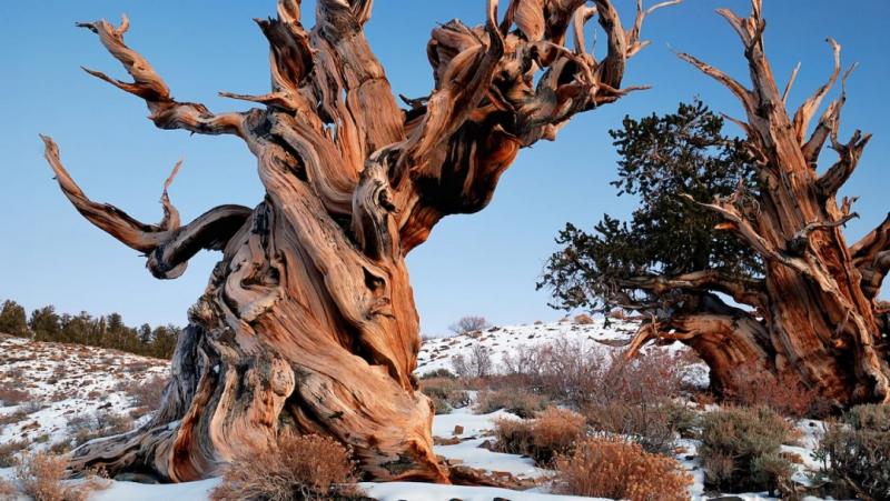 世界上最古老的树是什么树,已经4789岁刺果松Pinus Longaeva
