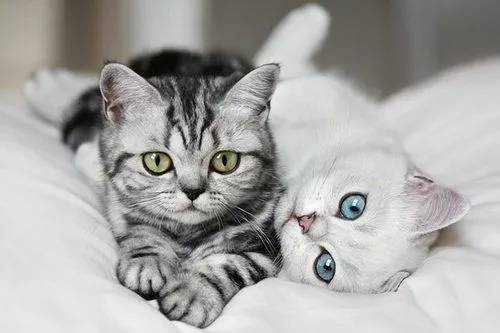 猫如果生病了,会有以下14个症状.关键时刻能救命哦