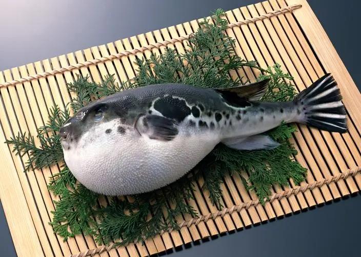 河豚的毒素源来自哪里？又该如何安全食用它呢？