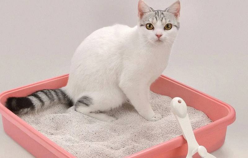 猫咪拉完臭臭后，为什么要埋掉自己的粪便咧？