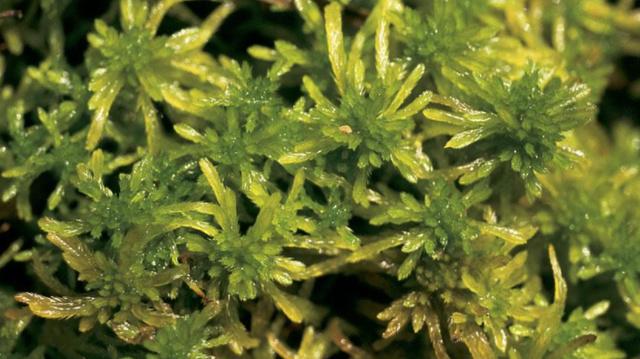 苔藓植物中的“海绵宝宝”泥炭藓，持水量可达2000%