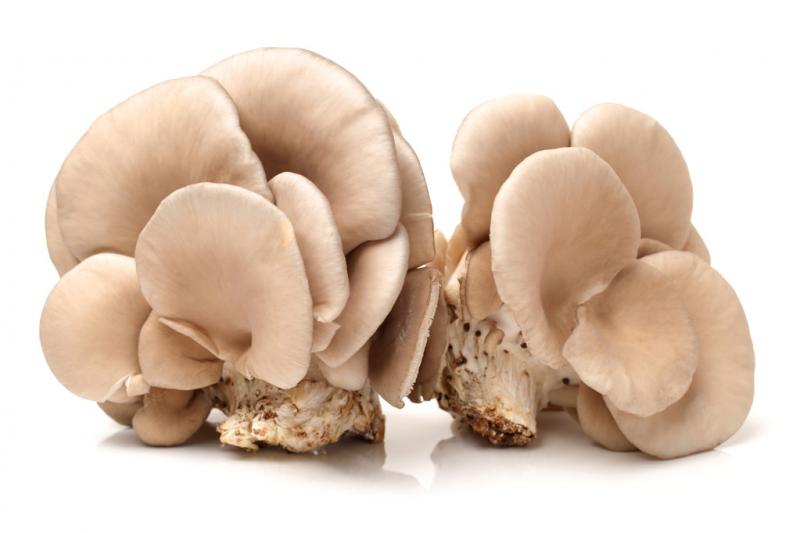 吃货们必看：蘑菇和茄子不能一起吃？别被谣言迷惑了！