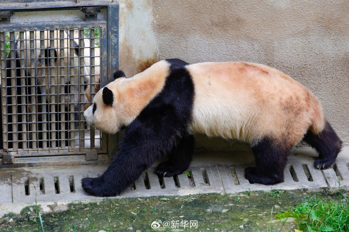 顶流福宝终于要和大家见面了,12日正式与全球粉丝公众开约