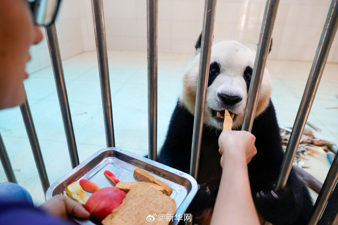顶流福宝终于要和大家见面了,12日正式与全球粉丝公众开约