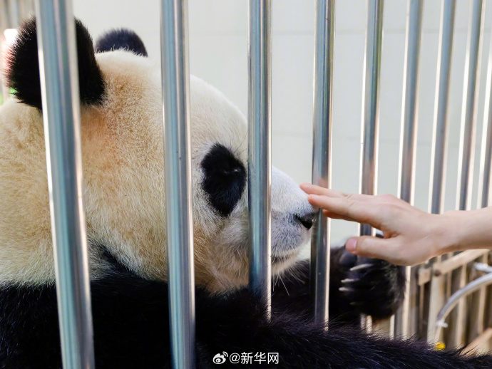 顶流福宝终于要和大家见面了,12日正式与全球粉丝公众开约
