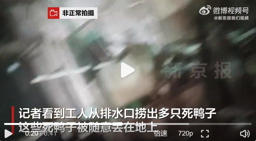 记者卧底鸭肠鹅肠工厂，工人排水口小便后捞出死鸭送车间