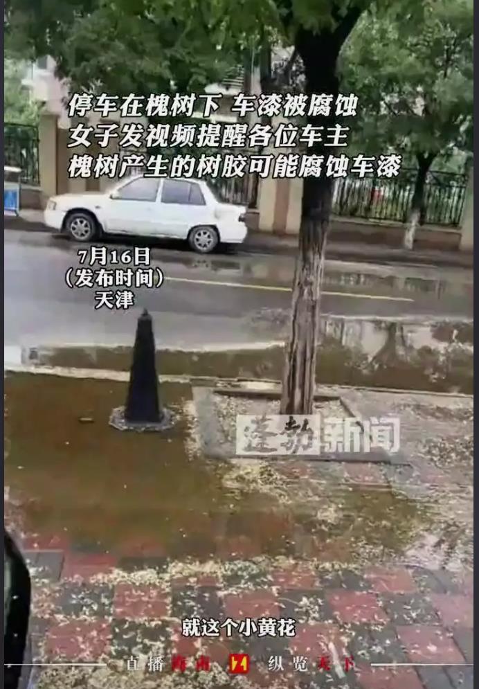 下雨天把车停槐树下遭殃，树胶腐蚀车漆如何是好？