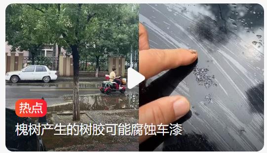 下雨天把车停槐树下遭殃，树胶腐蚀车漆如何是好？