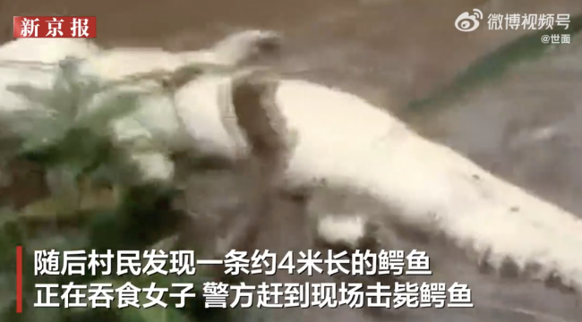 印尼一54岁女子被4米鳄鱼吃掉，下河洗澡时遭到袭击