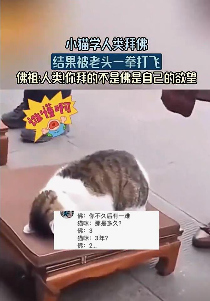 寺庙网红猫遭无妄之灾，莫名其妙被一拳打飞