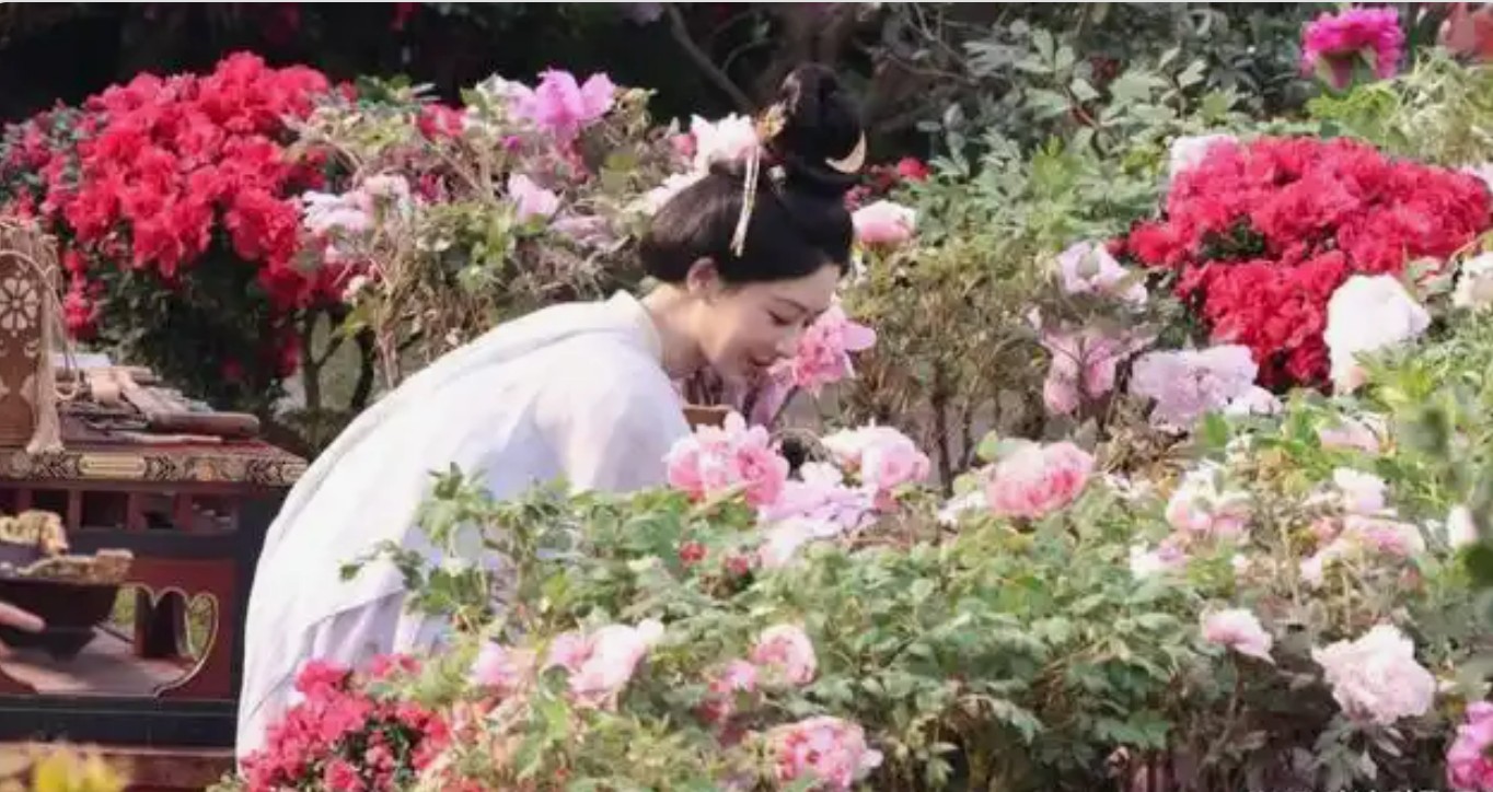 牡丹热潮席卷而来，花农喜迎《国色芳华》流量盛宴