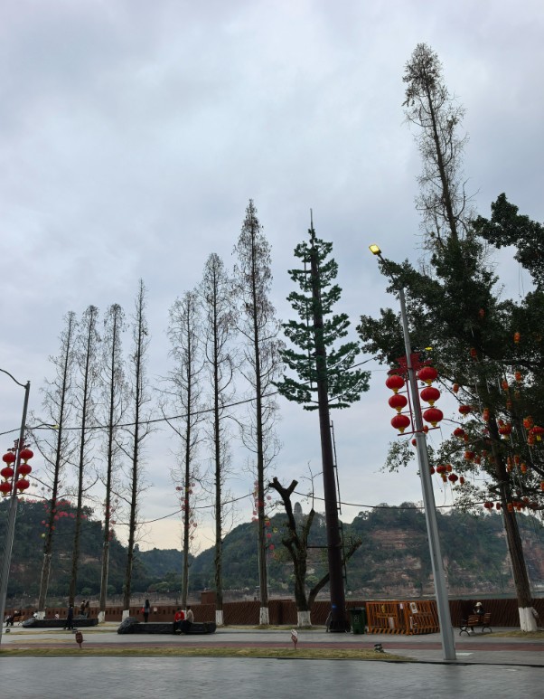 乐山“世界会客厅”杉树从“丑小鸭”逆袭成“白天鹅”没？
